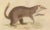Mid 19th Century The Brown-Tailed Mongoose and the Brown Hyena, 1845, Paper For Sale - Image 5 of 6