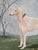 Antique 19th Century Oil Painting Portrait of a Saluki Dog For Sale - Image 4 of 17