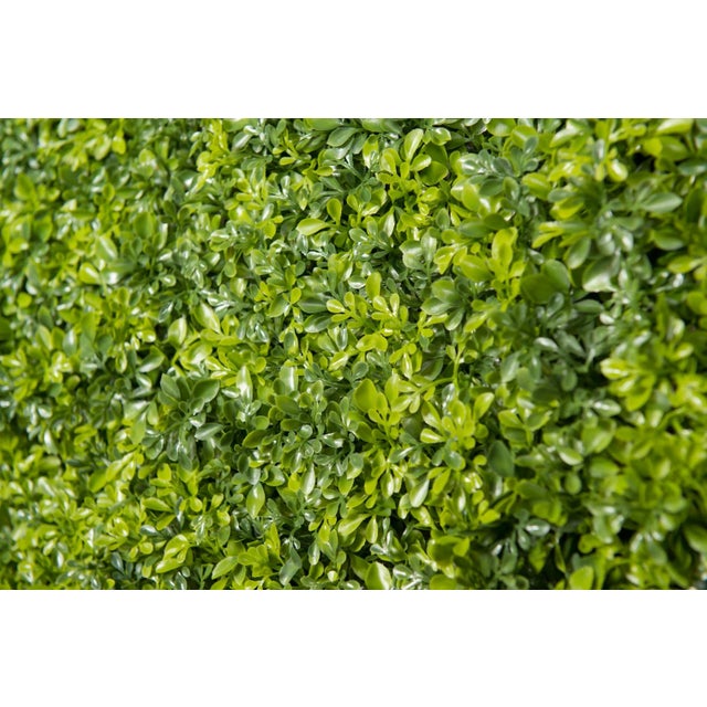 Modular Boxwood Plant Mix Wall Vertical Garden Panel from VGnewtrend For Sale - Image 4 of 6