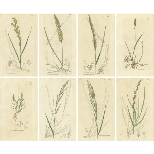 After James Sowerby, Botanical Illustrations of Wheat, Barley and Ryegrasses, 1830s, Engravings, Set of 8 For Sale