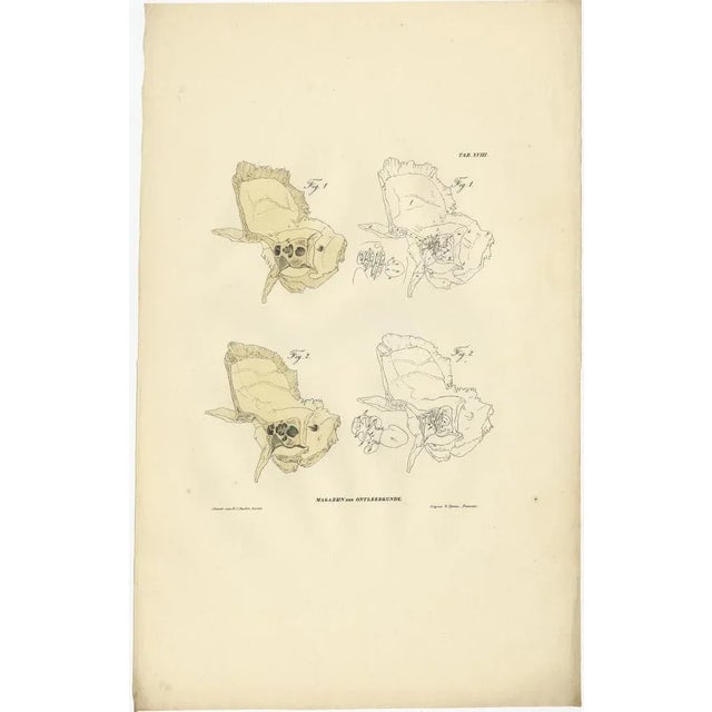 Anatomy Illustrations of Osteology, 1839, Prints, Set of 12 For Sale - Image 12 of 14