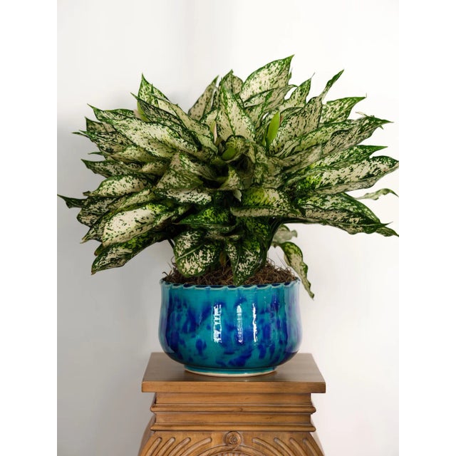 Bunny Williams Home Scalloped Edge Cachepot, Turquoise/Blue - 5.5"H For Sale In Charlotte - Image 6 of 6
