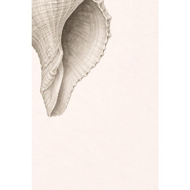 Conch Shell Study, Minimal Coastal Still Life Art Print, 24" × 36" For Sale - Image 9 of 10