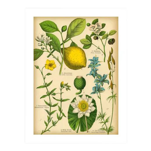 Antique 'Lemon Botanical' Archival Print | Chairish