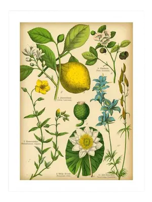Antique 'Lemon Botanical' Archival Print