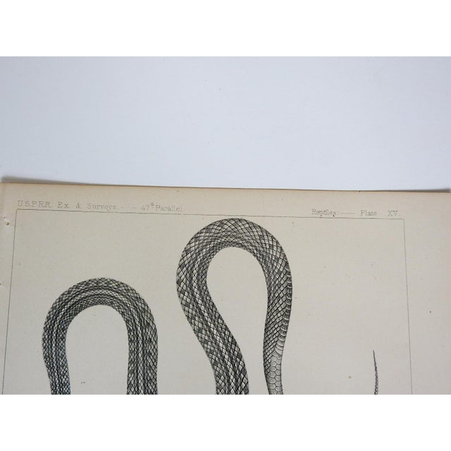 Mid 19th Century Us Pacifc Railroad Snakes Lithograph Book Plate - A Pair For Sale - Image 4 of 4