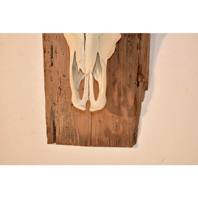Circa 1970's Mounted Steer Skull For Sale In Greensboro - Image 6 of 10