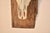 Circa 1970's Mounted Steer Skull For Sale In Greensboro - Image 6 of 10