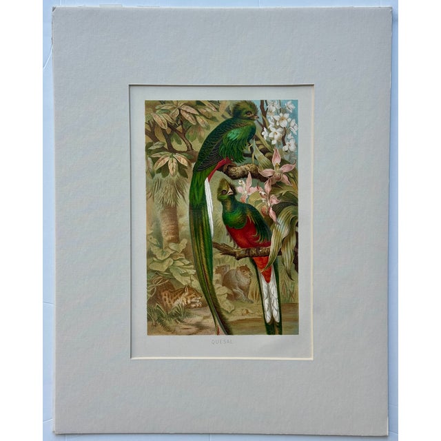 “Quesal” (Quetzal) Bird Chromolithograph, C. 1890s Natural History Print For Sale - Image 4 of 4