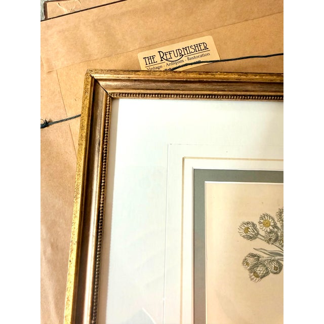 Early 19th Century Set of 7 Antique Botanical Prints, Early 1800s, Authentic Curtis and Sowerby For Sale - Image 5 of 12