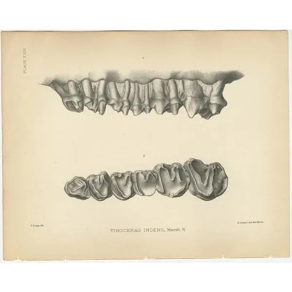 Marsh, Paleontological Illustration of Tinoceras Ingens, 1886, Print For Sale - Image 4 of 5