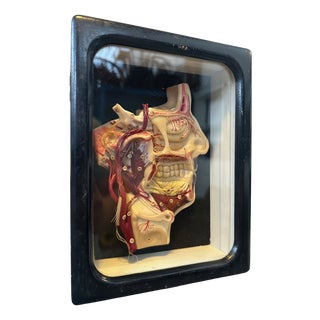 Antique Wax Model Head, 1890s For Sale