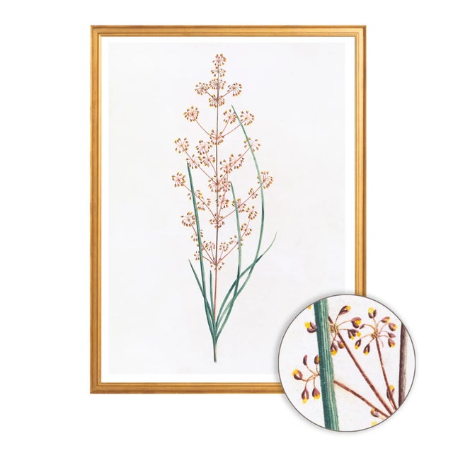 Celerie Kemble Curated Australian Botanical IV (40x60) in Gold Frame For Sale - Image 4 of 4