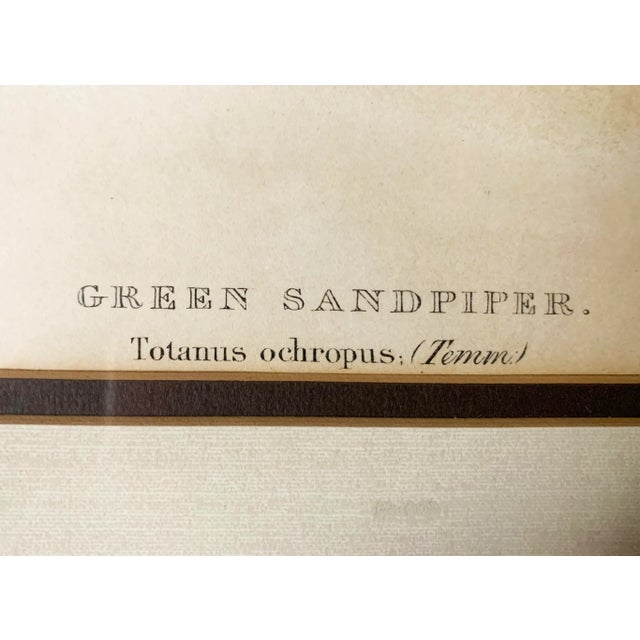 Victorian Antique Gould, Joseph Wolf, h.c. Richter Hand Colored Original Sandpiper Lithograph Artwork For Sale - Image 3 of 6