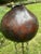 A very large gourd with incised decorations and images including Buffalo, patterns, and plants in a rich and deep...