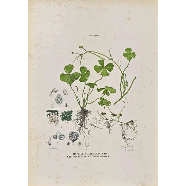 Vincenzo Tenore, The Rhizocarpeae, Lithograph, 1870s For Sale