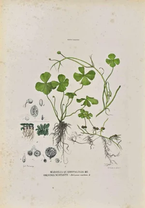Vincenzo Tenore, The Rhizocarpeae, Lithograph, 1870s