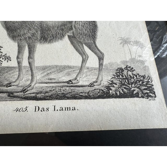 Biedermeier Artist, The Llama, 1831, Lithograph, Framed For Sale - Image 7 of 17