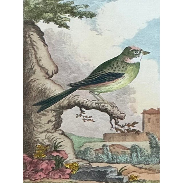 Late 20th Century Vintage Regency Bird Prints - Set of 4 For Sale - Image 5 of 10