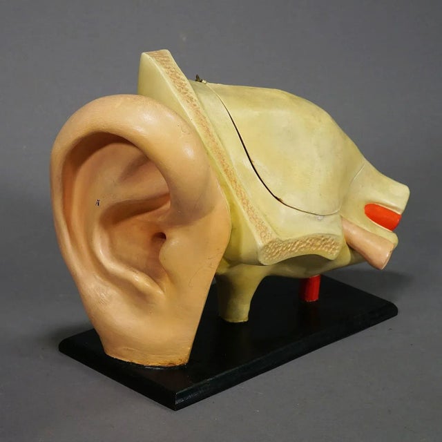A large folding model of an ear. Used as teaching material in German schools circa 1900. Made of wood and papier mâché by...