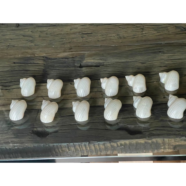 1960s Coastal Table Decor- Dozen Turbo Sea Shells Napkin Rings Mother of Pearl - 12 pcs For Sale - Image 4 of 6