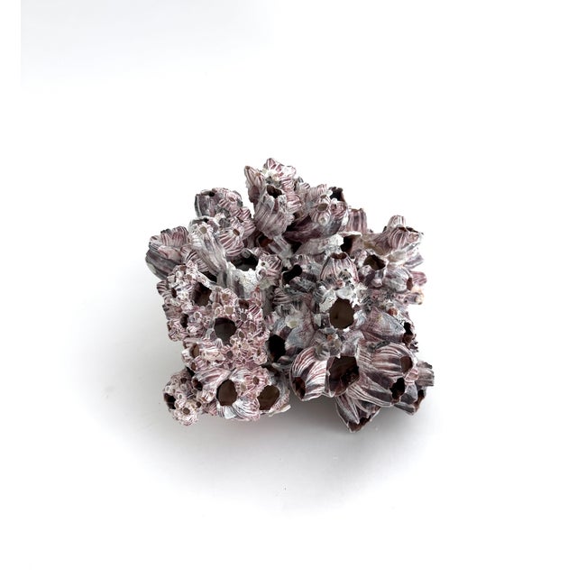 Natural Barnacles Cluster For Sale In Los Angeles - Image 6 of 8