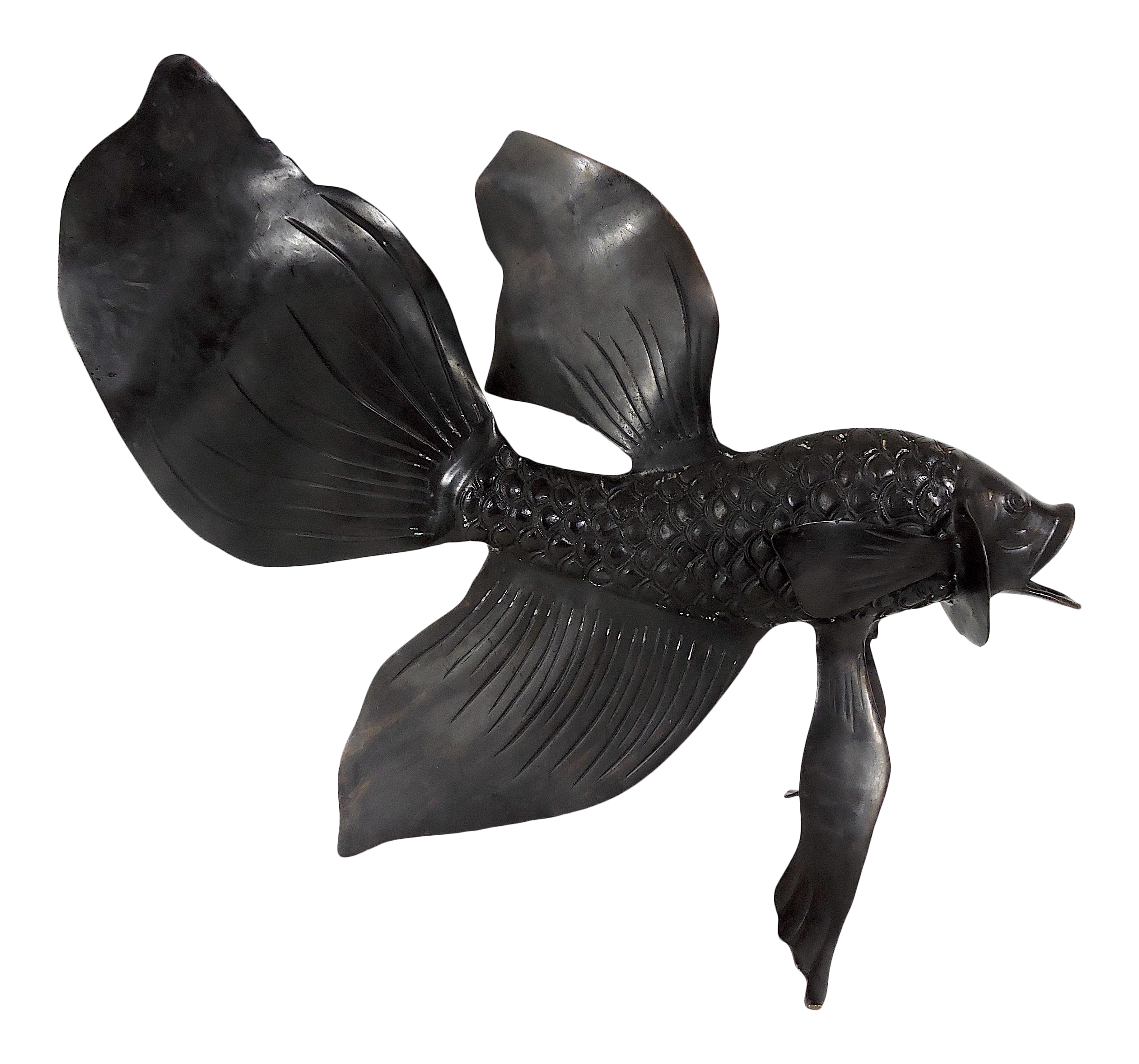 siamese fighter for sale