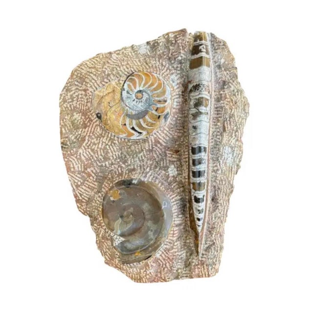 Ammonite and Orthoceras Fossil Plaque - Organic Modern Prehistoric Art For Sale In Tampa - Image 6 of 10