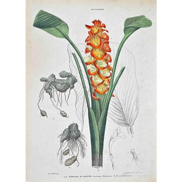 Lithograph hand watercolored. Plate from "Atlante di Botanica popolare ossia Illustrazione di Piante Notevoli di ogni...