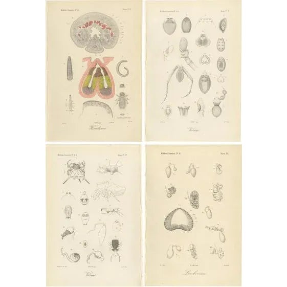 Antique Scientific Plates of Leeches, Worms, Spiders & Microscopic Anatomy, 1887, Set of 4 For Sale - Image 10 of 10