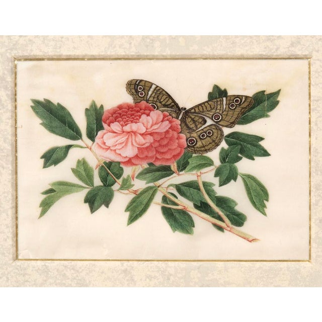 Mid 19th Century Set of Four Chinese Export Framed Pith Paper Watercolors of Plants and Insects For Sale - Image 5 of 10