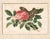 Mid 19th Century Set of Four Chinese Export Framed Pith Paper Watercolors of Plants and Insects For Sale - Image 5 of 10