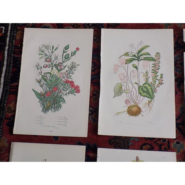 Realism Antique 19th Century Botanical Lithographs - Set of 12 For Sale - Image 3 of 7