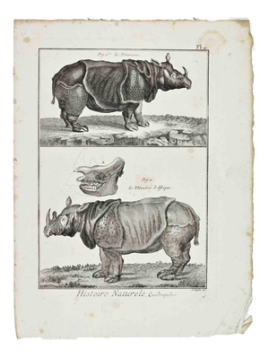 Jacques de Sève, The Rhinoceros The African Rhinoceros, 1700s, Etching