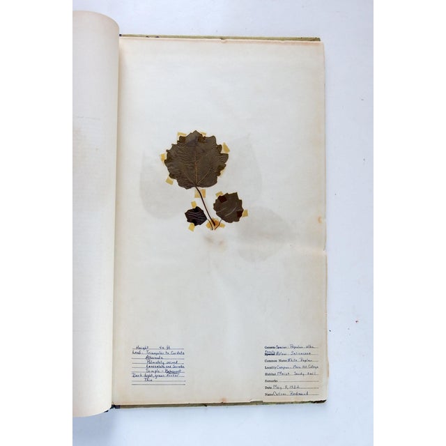 American 1930s North Carolina Bound Herbarium 34 Pressed Botanical Specimens For Sale - Image 3 of 12