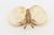 Coastal Shell and Gold Plated Butterfly Bowl or Ring Dish For Sale - Image 4 of 9