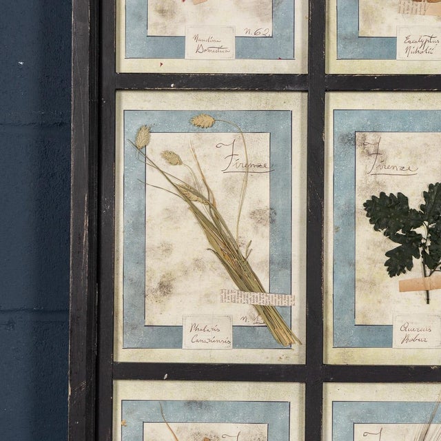 Black Large Italian Pressed Flowers and Herbs in Oak Frame, 1950s For Sale - Image 8 of 15