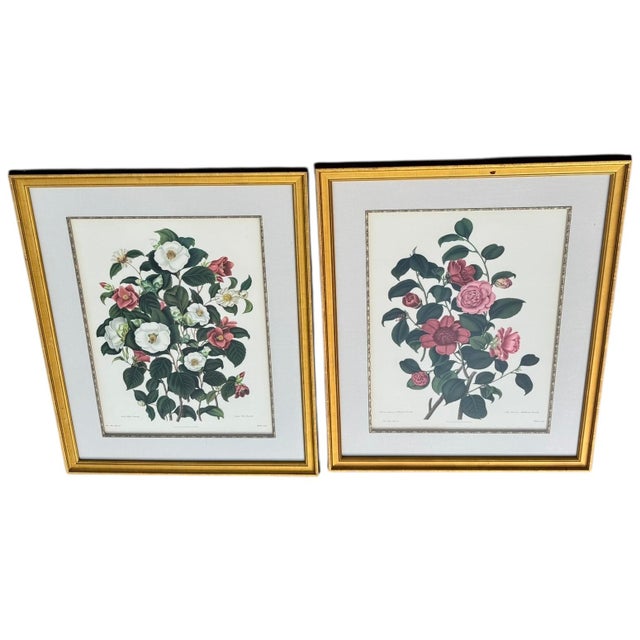Traditional Mid 20th Century Pair of Camellia Prints From the Lithographs by Weddell After Clara Pope For Sale - Image 3 of 17
