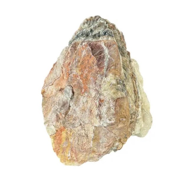 Natural Petrified Wood Specimen #4 For Sale - Image 4 of 9