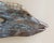 Acquired from an old Florida closed restaurant. Driftwood abstract folk art fish wall hanging, still with remnants of...