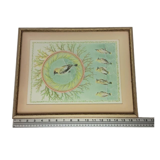 Cedar Waxing Birds Giclee Print Tamlyn Akins Soft Pastel Colors Mat Framed 13x17 For Sale - Image 14 of 16