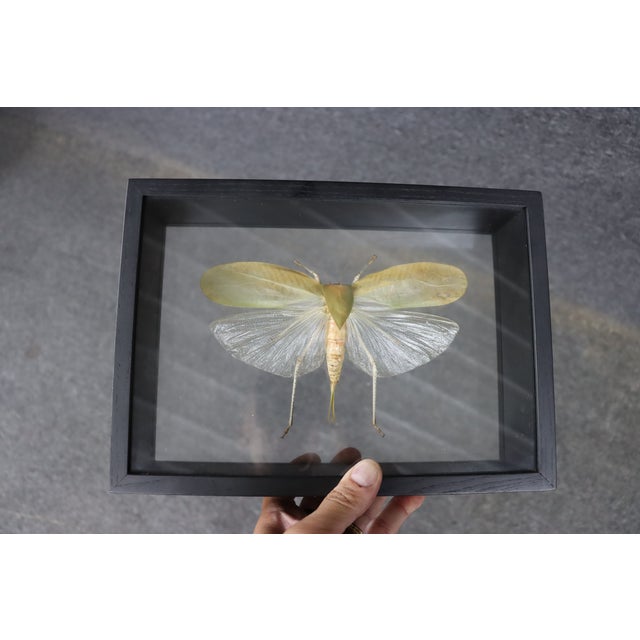 Transitional Framed Giant Katydid Shadow Box Specimen Display For Sale - Image 3 of 9