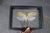Transitional Framed Giant Katydid Shadow Box Specimen Display For Sale - Image 3 of 9