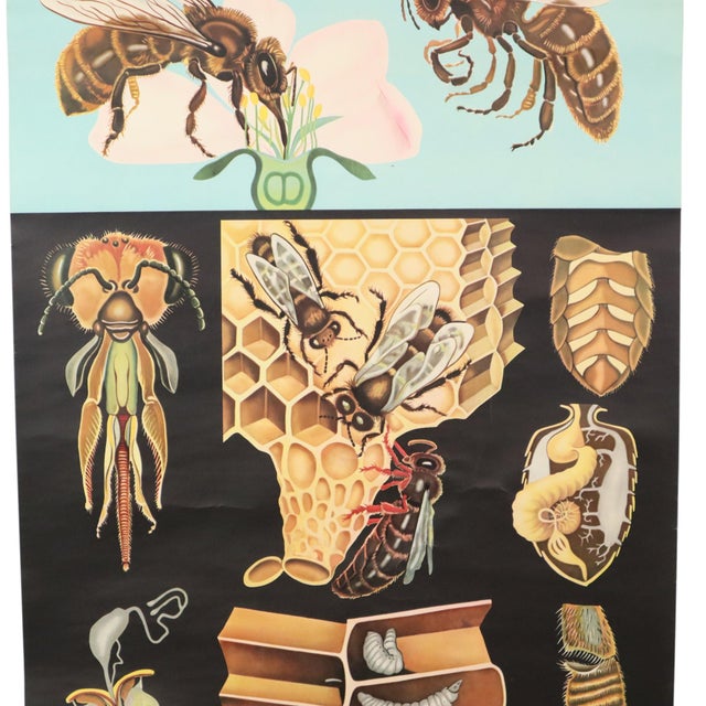 Large Vintage The Honeybee School Chart, 1968 For Sale - Image 3 of 14