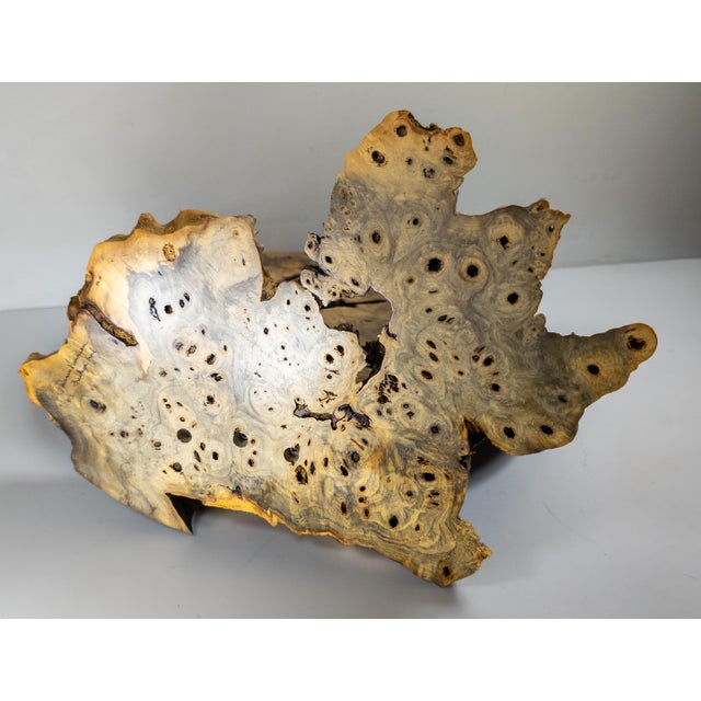 21st Century Modernist Contemporary Carved Burl Wood Vase by Warren Vienneau For Sale - Image 12 of 13