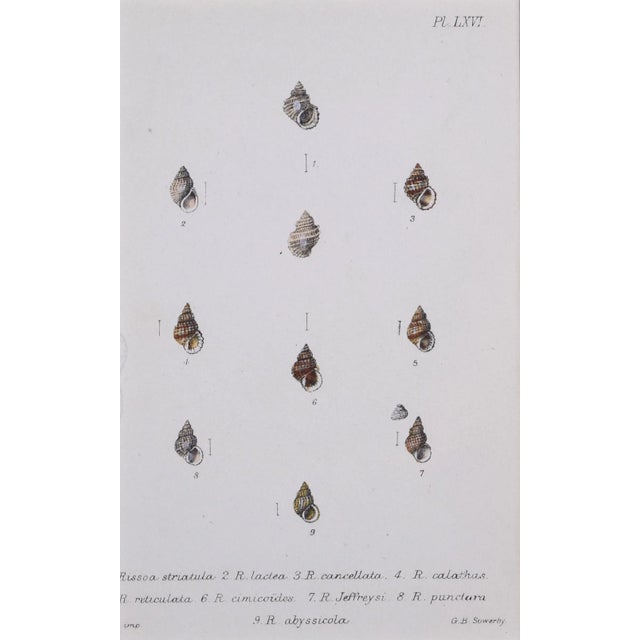 English 19th Century Antique Hand Colored English Shell Print by John Jeffreys 1869 For Sale - Image 3 of 6