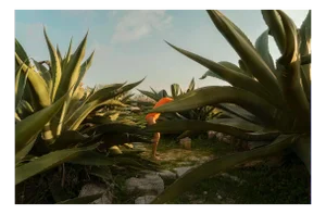 Carla Sutera Sardo, Orange Sunset, 2021, Photographic Print