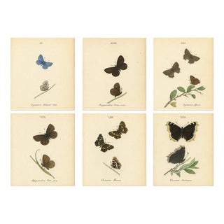 William Home Lizars, Cabinet-Size Butterfly Jewel-Tone Species, 1835, Engravings, Set of 6 For Sale
