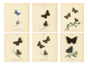 William Home Lizars, Cabinet-Size Butterfly Jewel-Tone Species, 1835, Engravings, Set of 6