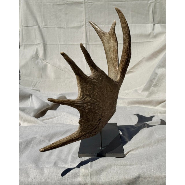 2020s Side Mounted Moose Antler/Paddle 2 For Sale - Image 5 of 9